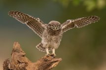 Little owl