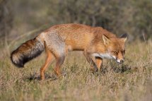 Red fox