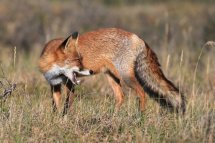 Red fox