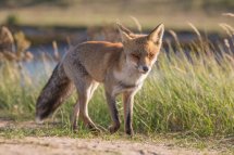 Red fox