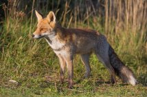 Red fox