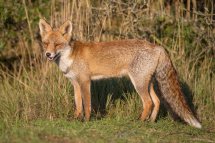 Red fox