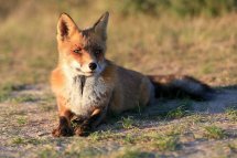 Red fox