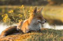 Red fox