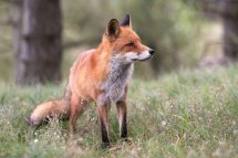 Red fox
