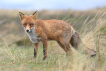 Red fox