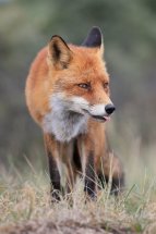 Red fox