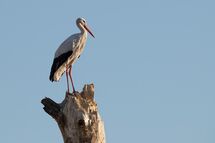 White stork