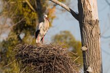 White stork