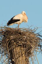 White stork