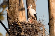 White stork