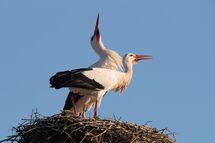 White stork