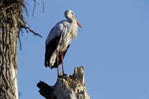 White stork
