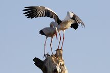 White stork