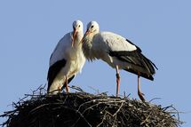 White stork