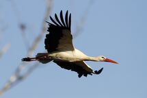 White stork