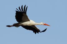 White stork