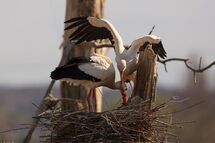 White stork