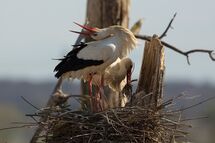 White stork