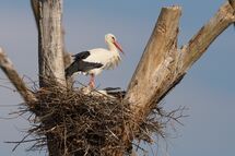 White stork