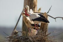 White stork
