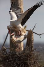 White stork