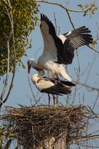 White stork