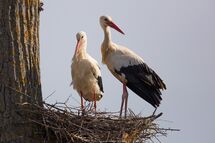 White stork