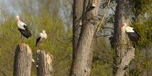 White stork