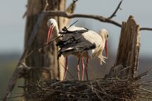 White stork