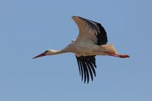 White stork