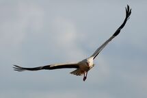 White stork