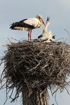 White stork