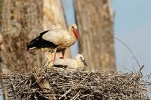 White stork