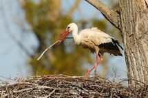 White stork