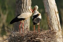 White stork