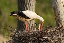 White stork