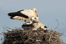 White stork