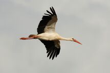 White stork