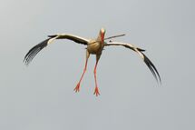 White stork