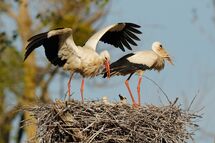 White stork