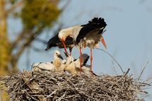 White stork