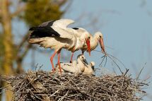 White stork
