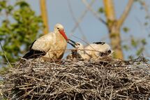 White stork
