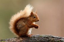 Red squirrel