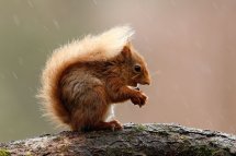 Red squirrel