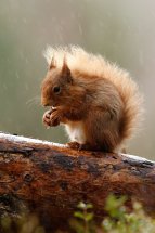 Red squirrel