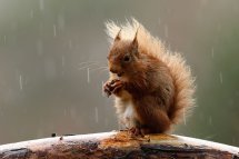 Red squirrel