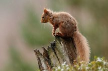 Red squirrel