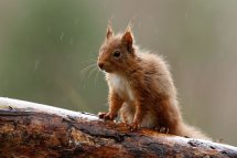 Red squirrel